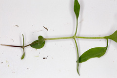 Pseudostellaria europaea