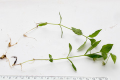 Pseudostellaria europaea