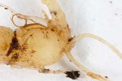 Pseudostellaria europaea