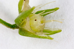 Pseudostellaria europaea