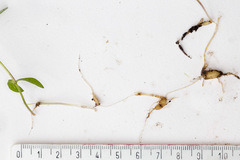 Pseudostellaria europaea