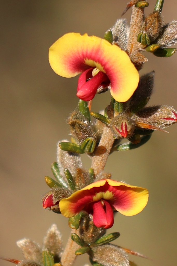 Mirbelia trichocalyx