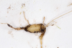 Pseudostellaria europaea