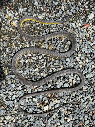 Common Tree Snake sighting