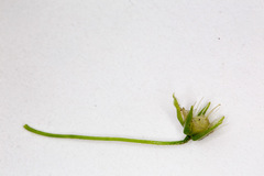 Pseudostellaria europaea