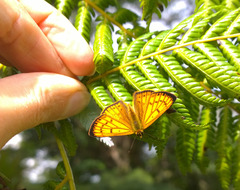 Lycaena edna