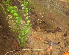 Sphenomorphus sabanus