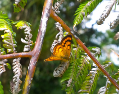 Lycaena edna
