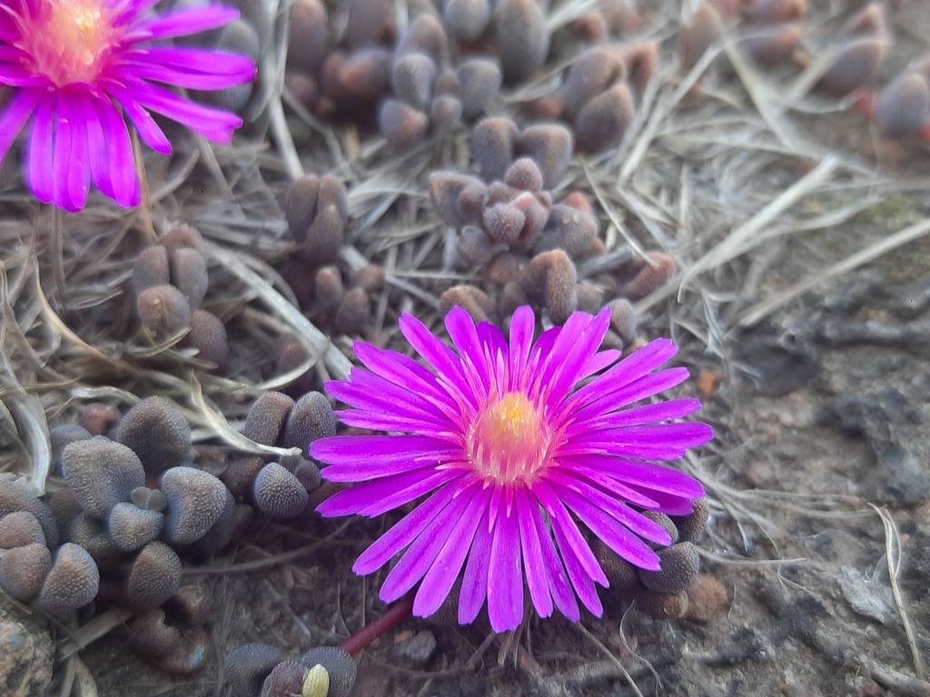 Delosperma repens