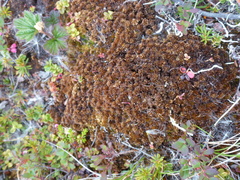 Sphagnum lenense