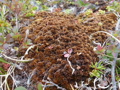 Sphagnum lenense
