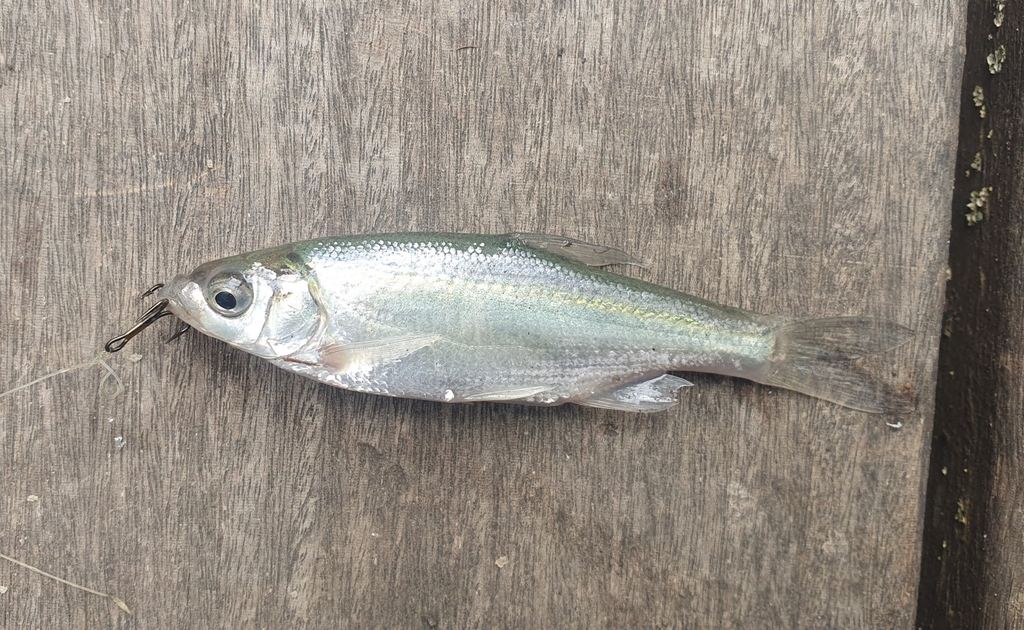 Lissner's bream (Acanthobrama lissneri) — Cyprinidae