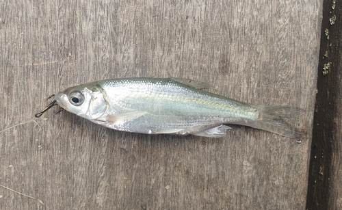 Lissner's bream (Acanthobrama lissneri) — Cyprinidae