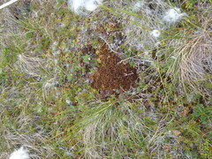 Sphagnum lenense