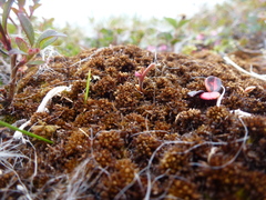 Sphagnum lenense