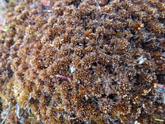 Sphagnum lenense