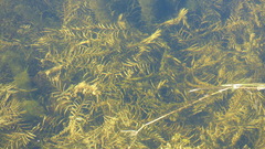 Potamogeton robbinsii
