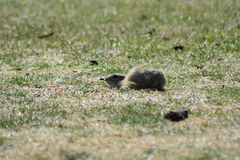 Spermophilus citellus