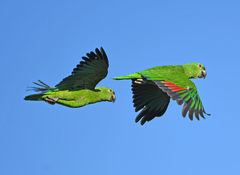 Yellow-Naped Amazon photo 5