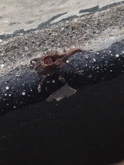 Stephanorhynchus crassus