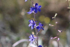 Delphinium parishii