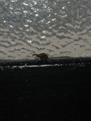 Stephanorhynchus crassus