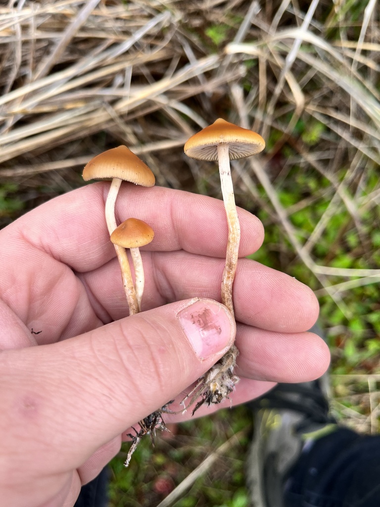 Psilocybe azurescens from Duck Lake, Ocean Shores, WA, US on November ...