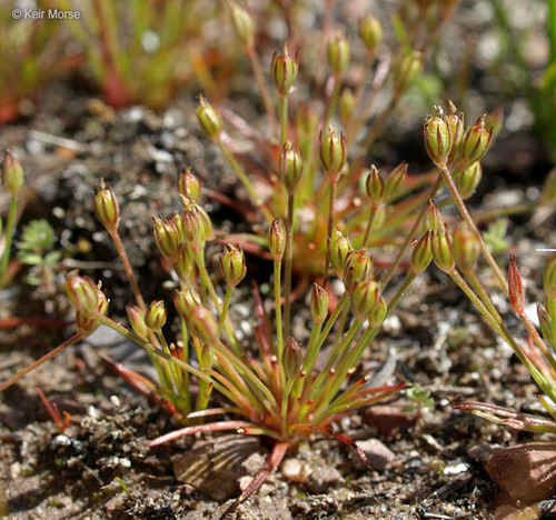 santa lucia dwarf rush (Vernal Plant Species of the California South ...