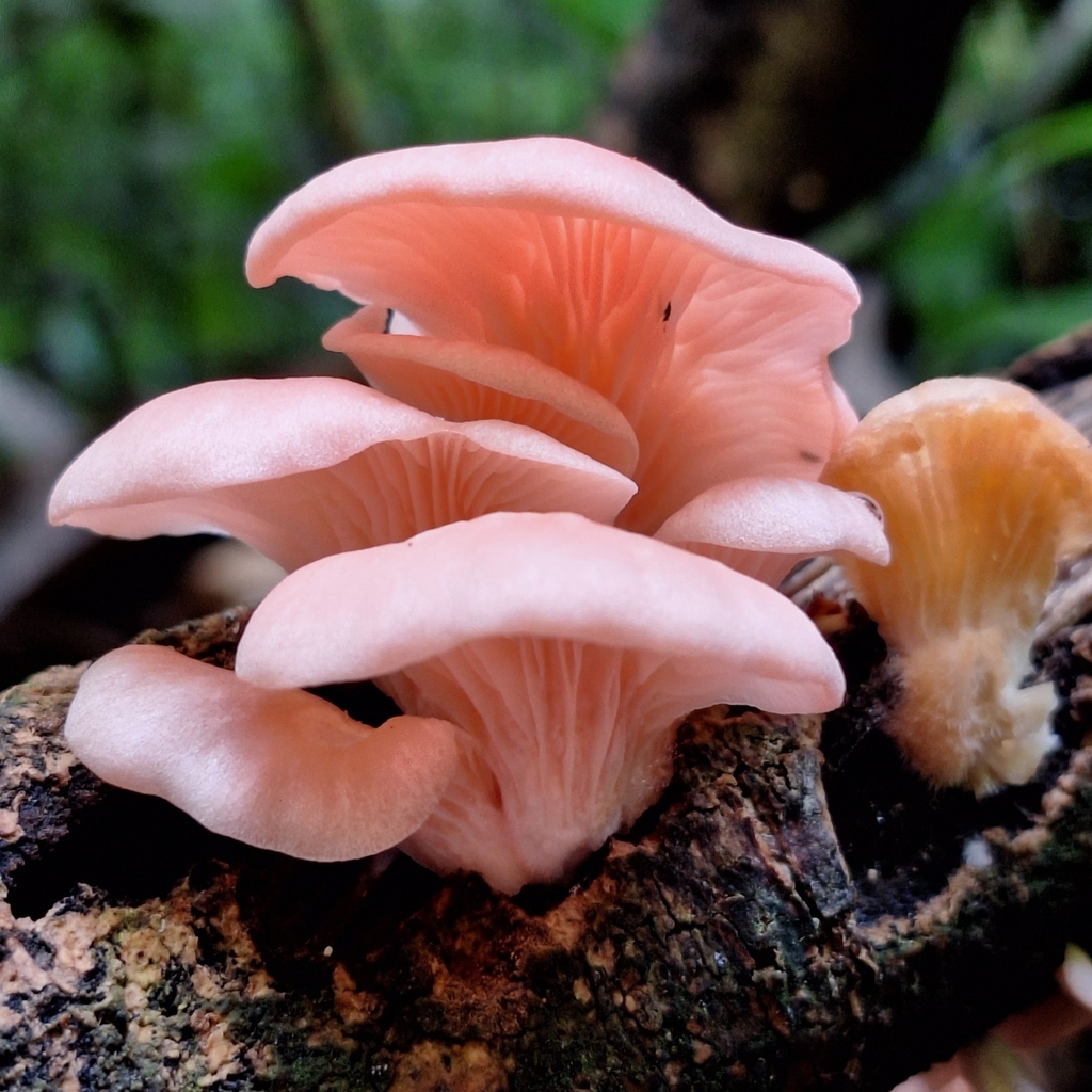 Pleurotus djamor · December 2023 · photo: © deniszabin (iNaturalist, cc-by)