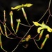 Echites tuxtlensis - Photo (c) Rich Hoyer,  זכויות יוצרים חלקיות (CC BY-NC-SA), הועלה על ידי Rich Hoyer