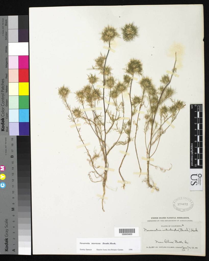 needleleaf navarretia (Vernal Plant Species of the California South