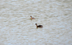 Poliocephalus rufopectus