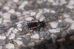 Ectrychotes andreae