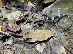 Vietnamese Leopard Gecko photo 2