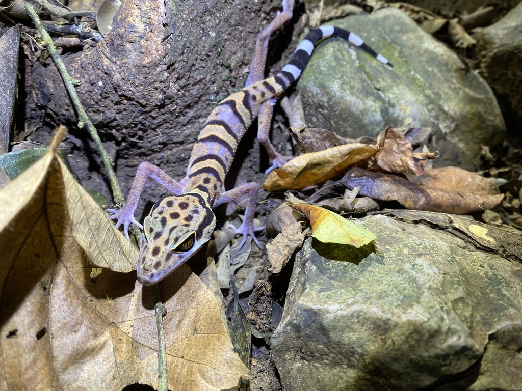 Vietnamese Leopard Gecko