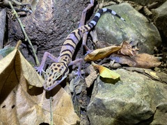 Vietnamese Leopard Gecko photo 1