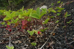 Fragaria virginiana glauca