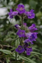Penstemon gormanii