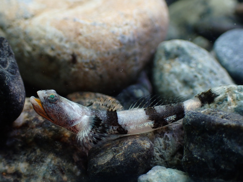 Schismatogobius