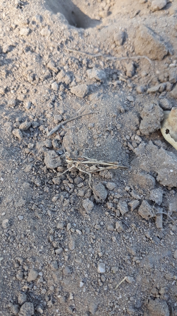 Rehn's Slender Grasshopper