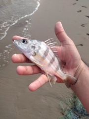 Rhencus macracanthus