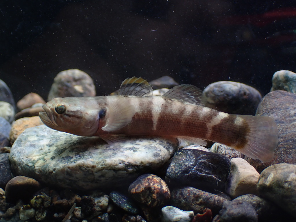 Belobranchus
