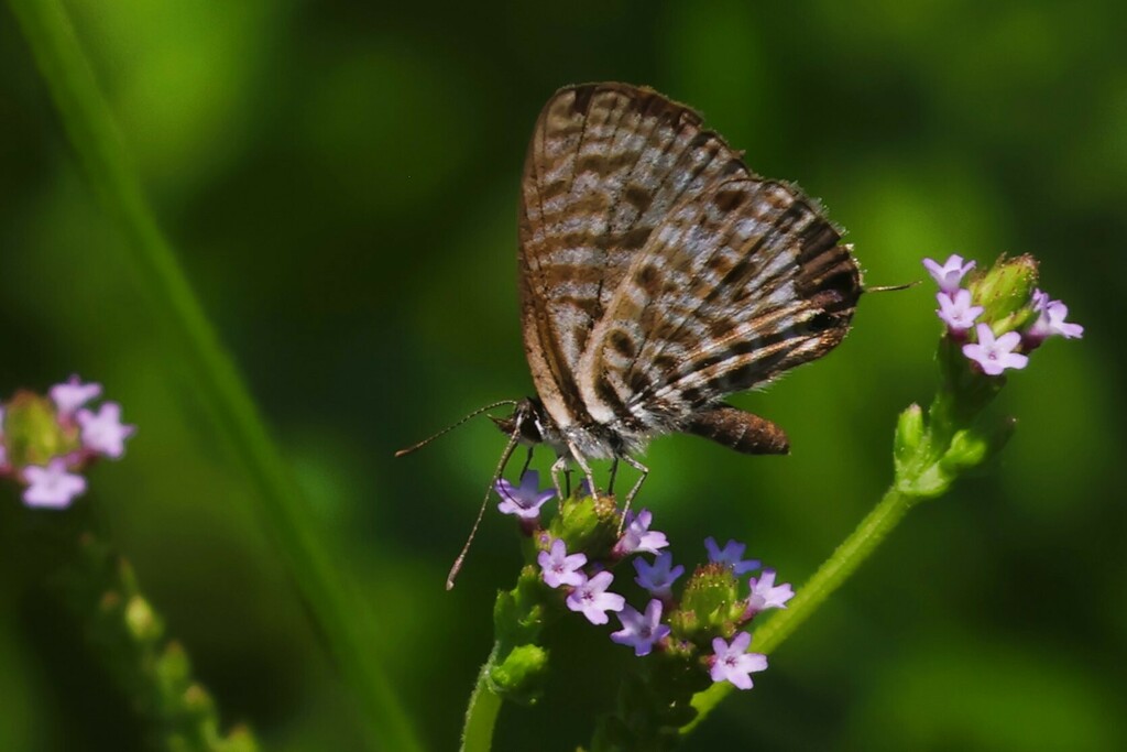 Common Blue Complex from Kruger NP--Lower Sabie River Rest Camp ...