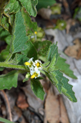 Solanum nitidibaccatum