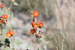 Sphaeralcea coulteri