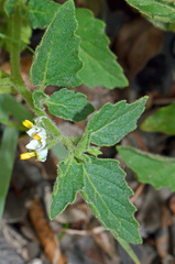 Solanum nitidibaccatum