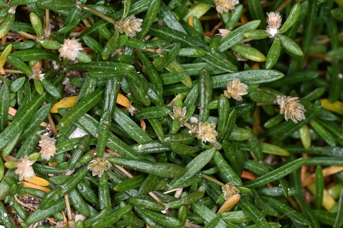 Lithophila muscoides