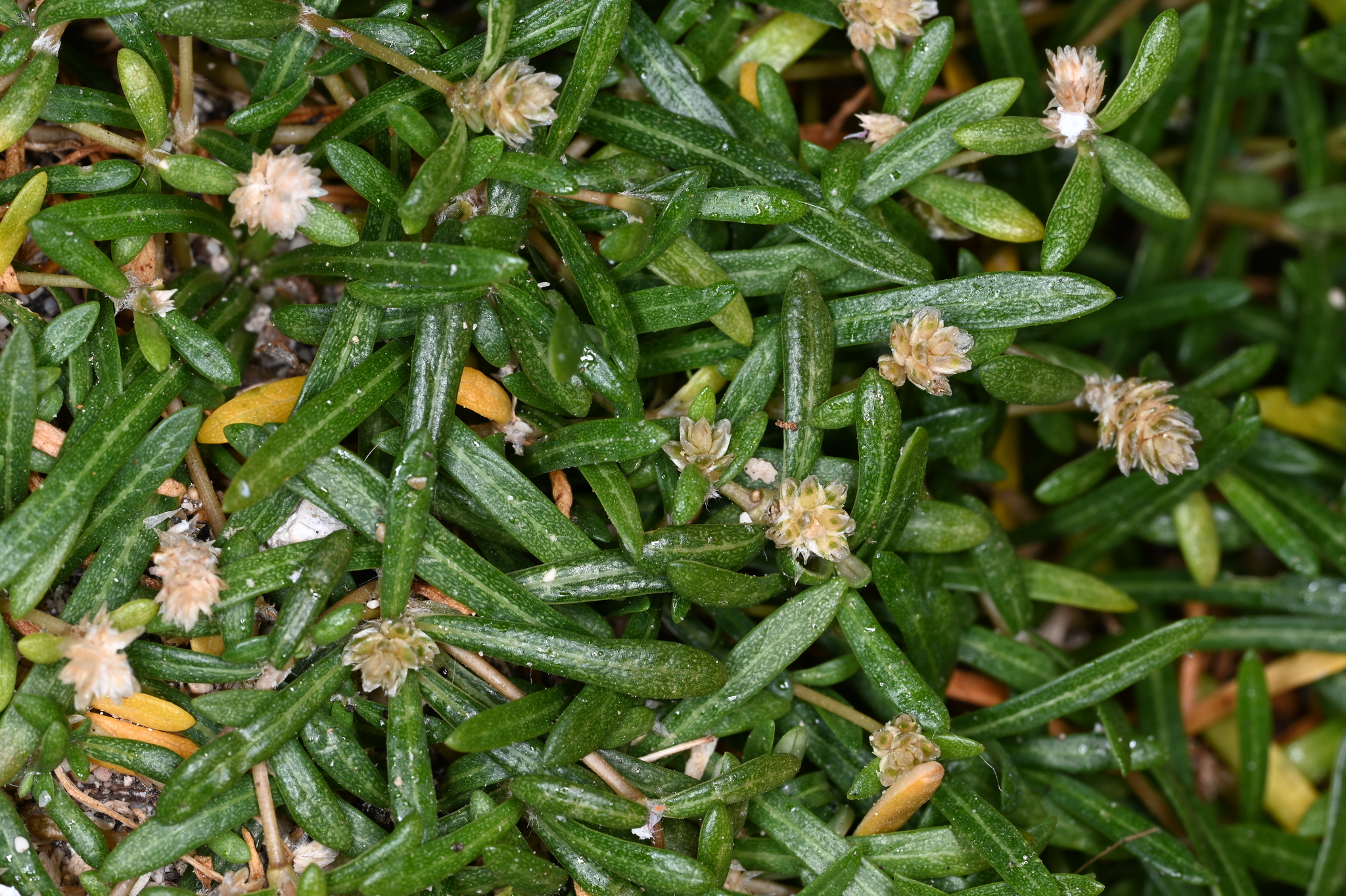 Lithophila muscoides