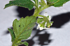 Solanum nitidibaccatum