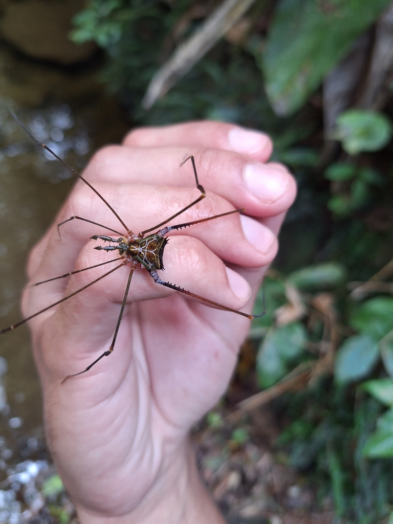 daddy longlegs